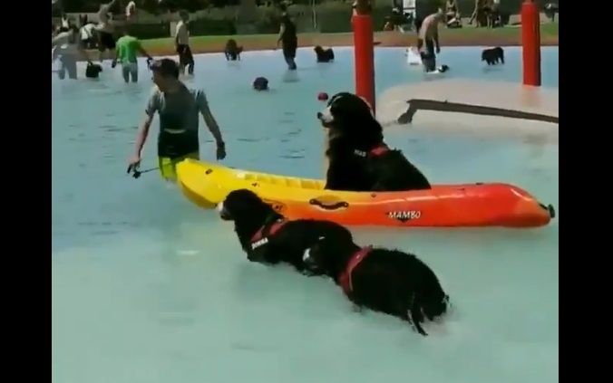 Video: Lũ chó phấn khích vùng vẫy trong công viên nước